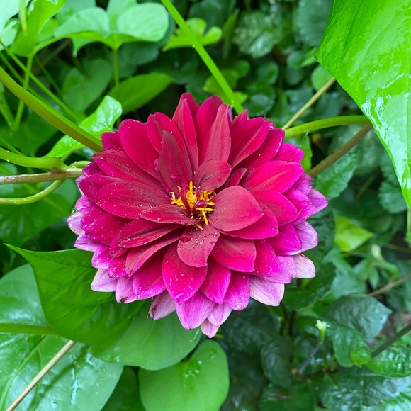 Meet your Posher, Adrienne - Picture 1 of 3